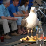 seagull on a plate