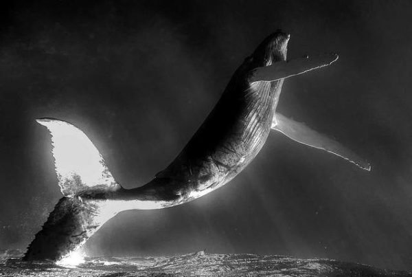Black and white image of blue whale coming out of the ocean