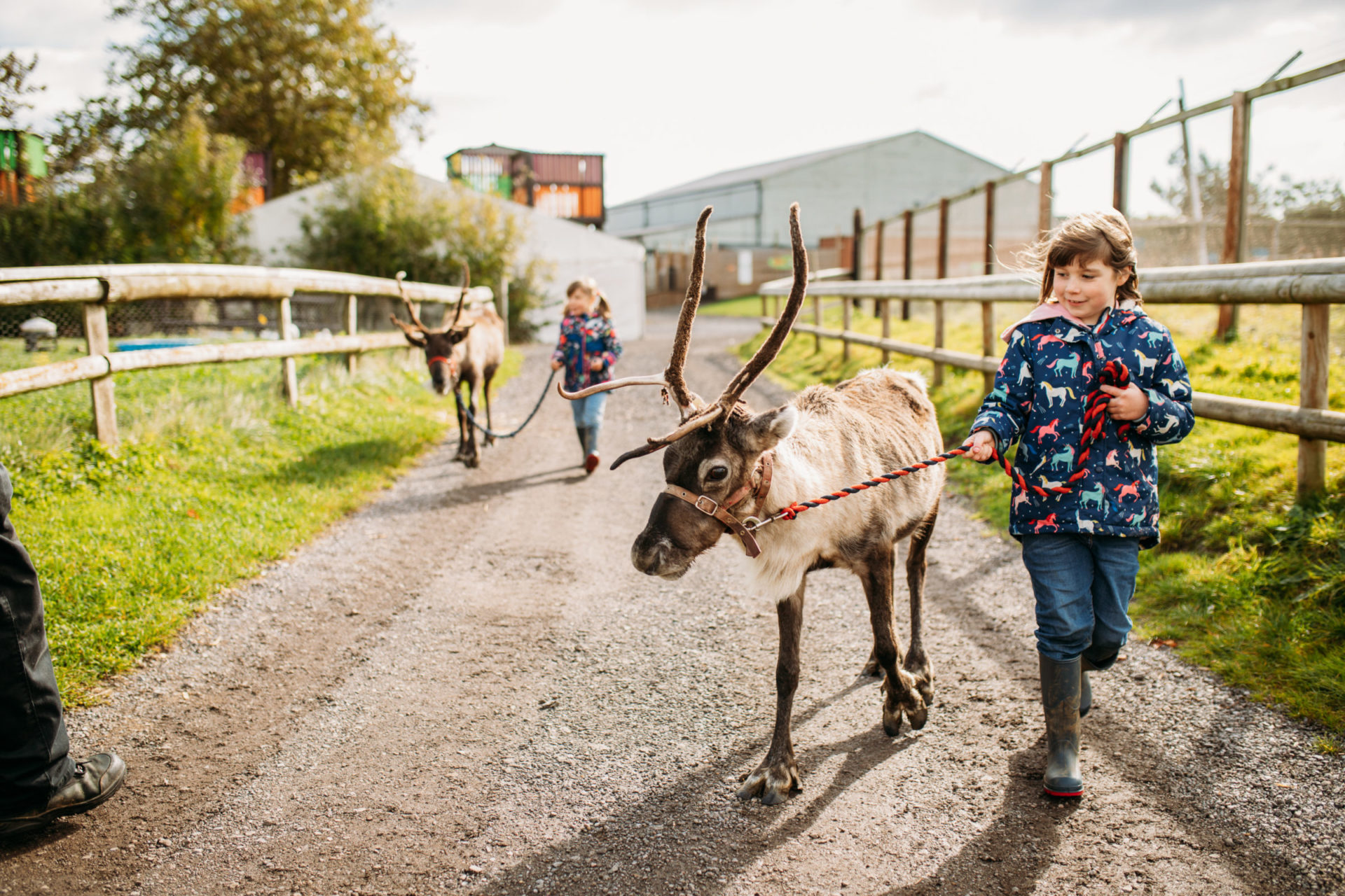 Child leading reindeer